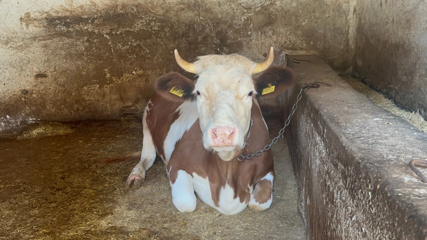 Dolandırıcılar, İnek Sahibini Aldatıp 155 Bin Liralık İneği 155 Liraya Aldı