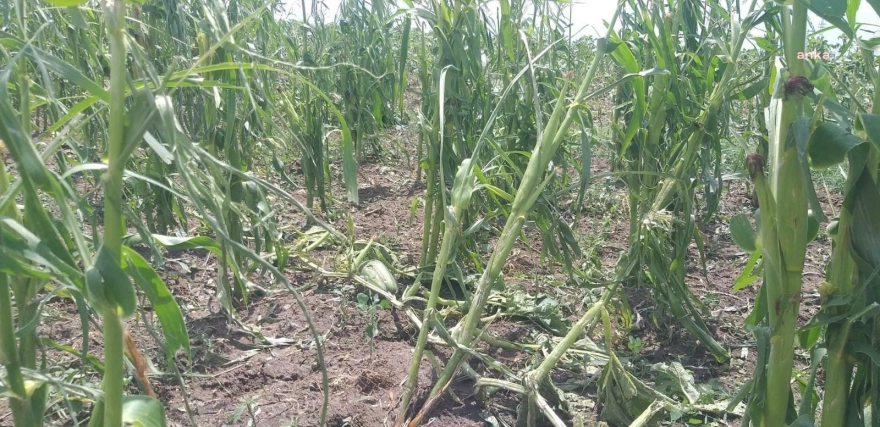 Uzunköprü'de Dolu Felaketi: 5 Bin Dekar Tarım Arazisi Zarar Gördü