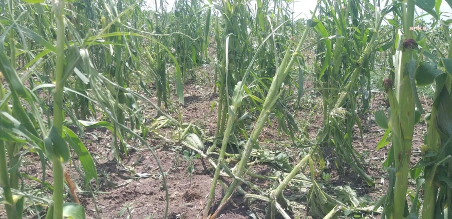 Edirne'nin Uzunköprü İlçesindeki Köyleri Dolu Vurdu