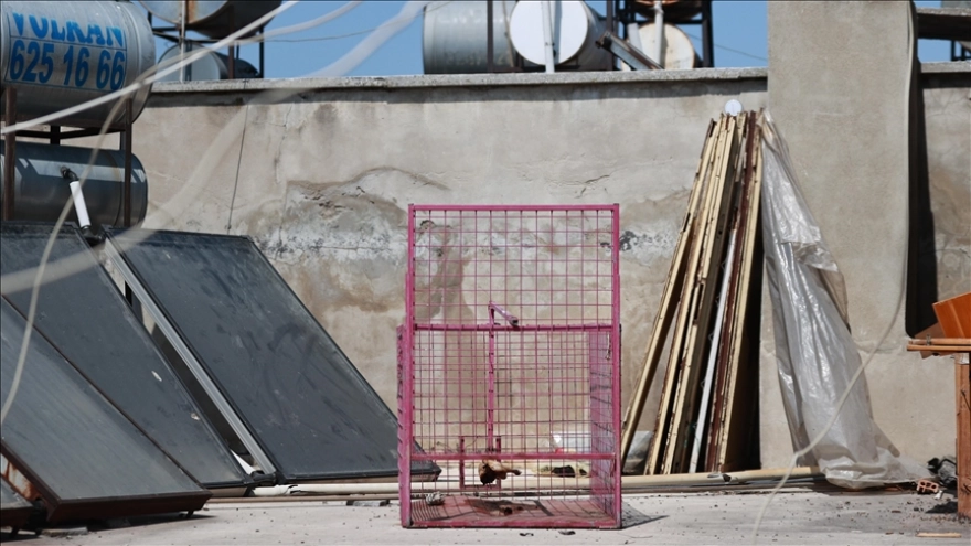 Mersin'de evlere giren maymunu yakalamak için kafes kuruldu