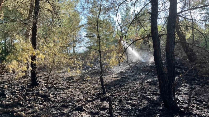 Menteşe'deki Yangın Büyümeden Kontrol Altına Alındı