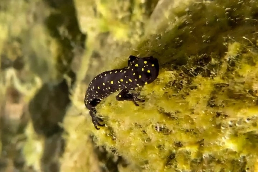 Nesli tükenme tehlikesi altındaki türler görüntülendi