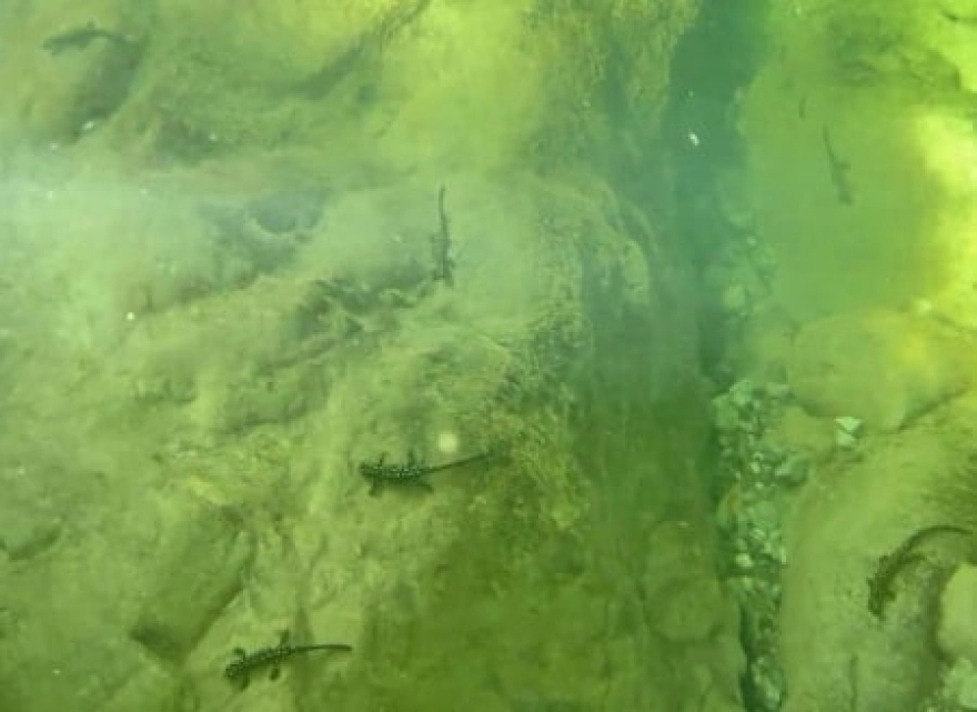 Nesli tükenme tehlikesi altındaki türler görüntülendi