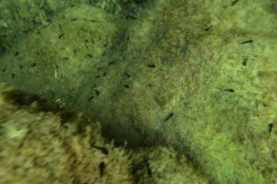 Nesli tükenme tehlikesi altındaki türler görüntülendi