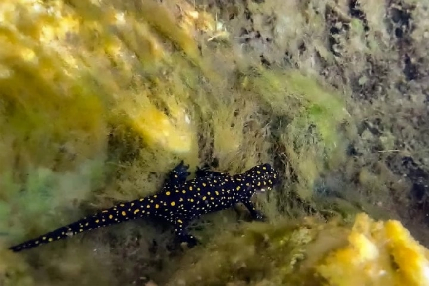 Nesli tükenme tehlikesi altındaki türler görüntülendi