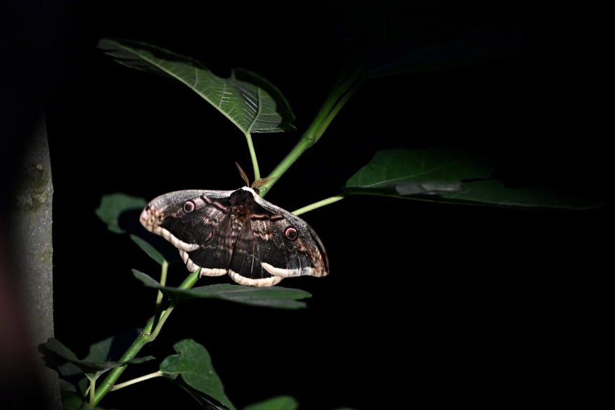 Avrupa'nın en büyük kelebeği fındık bahçesinde tespit edildi
