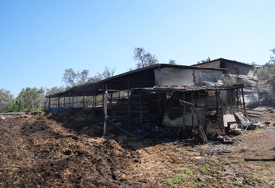 İzmir'deki orman yangınında ev ve ağılları zarar gören mahalle sakinleri deneyimlerini aktardı