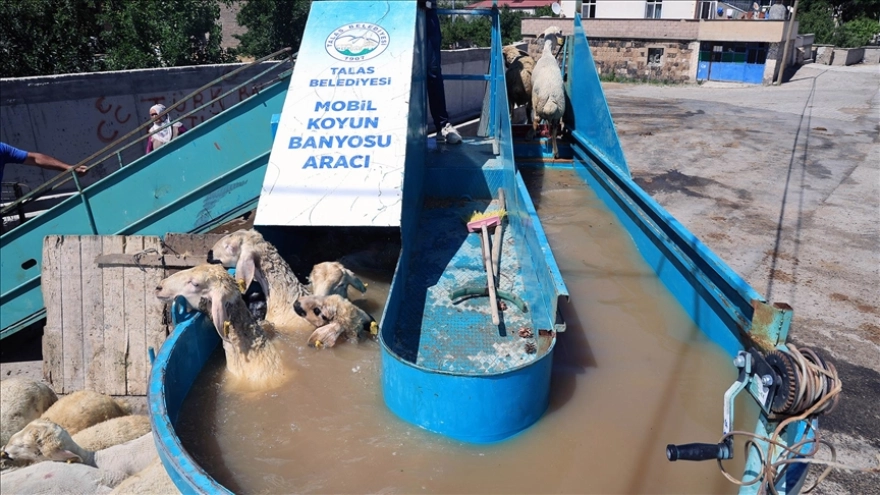 Kayseri'de küçükbaş hayvanlar mobil banyo ile kene dezenfeksiyonu