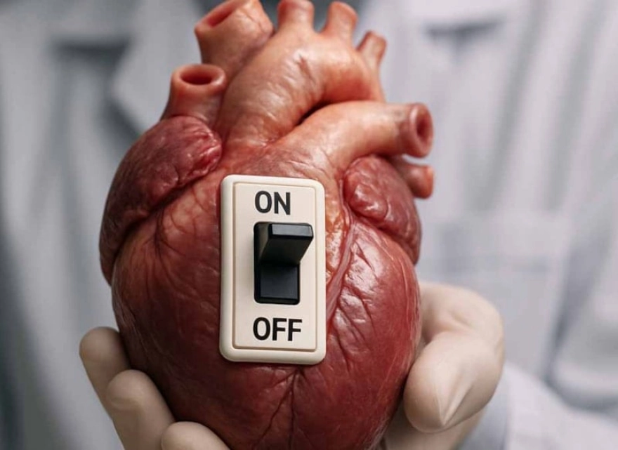 Bilim insanları kalpteki bir anahtar enzimi keşfetti, peki ne işe yarıyor?