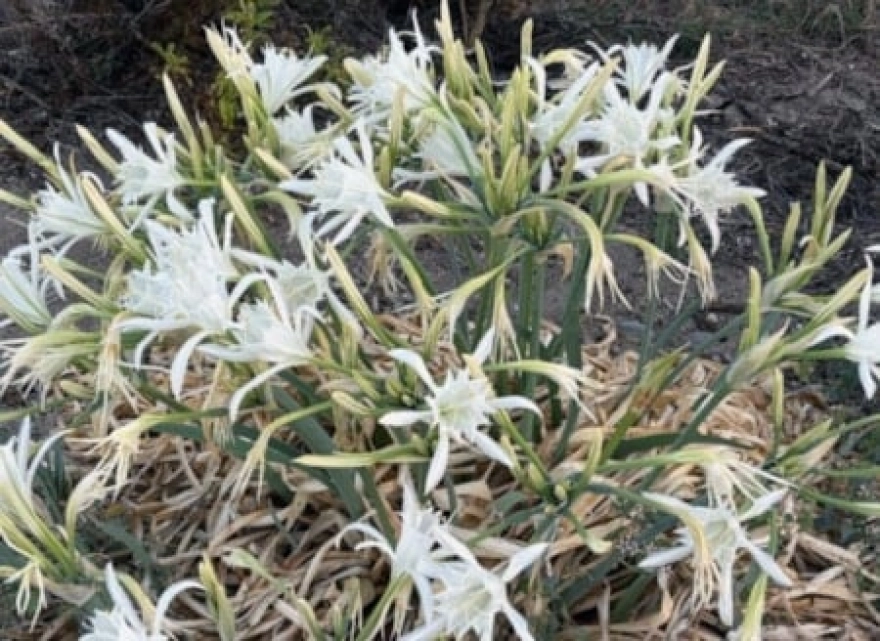 Kum zambaklarını koparmanın bedeli 387 bin 141 TL