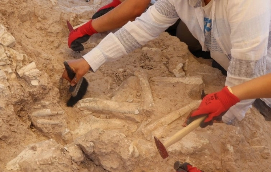 Keçi çobanının keşfettiği fosil alanı bilim dünyasını harekete geçirdi