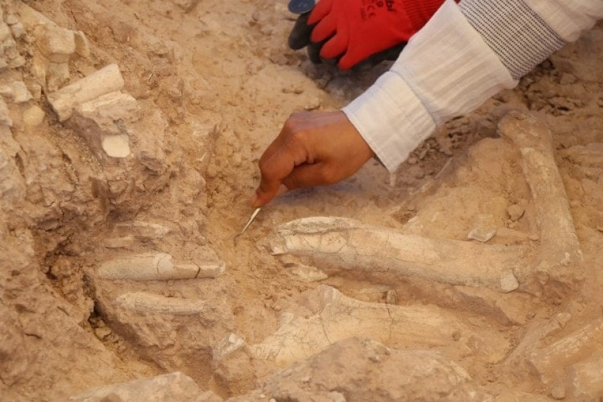 Keçi çobanının keşfettiği fosil alanı bilim dünyasını harekete geçirdi