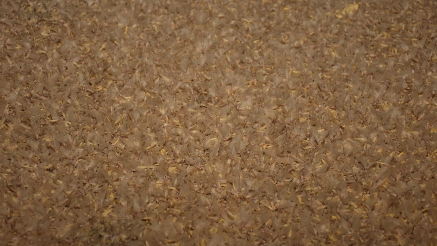 Sakarya Köprüsü'nde binlerce sinek çiftleşti