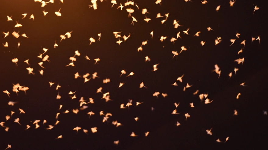 Sakarya Köprüsü'nde binlerce sinek çiftleşti