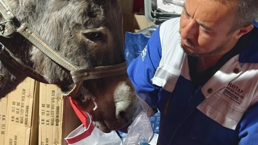 Yangın felaketinde 'mucize' görüntü: Zeytinlikler sapasağlam kaldı