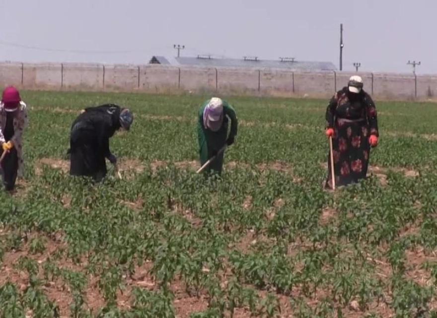 Aşırı sıcaklar tarım işçilerini etkiledi: Göz hastalıkları tehlikesi büyüyor