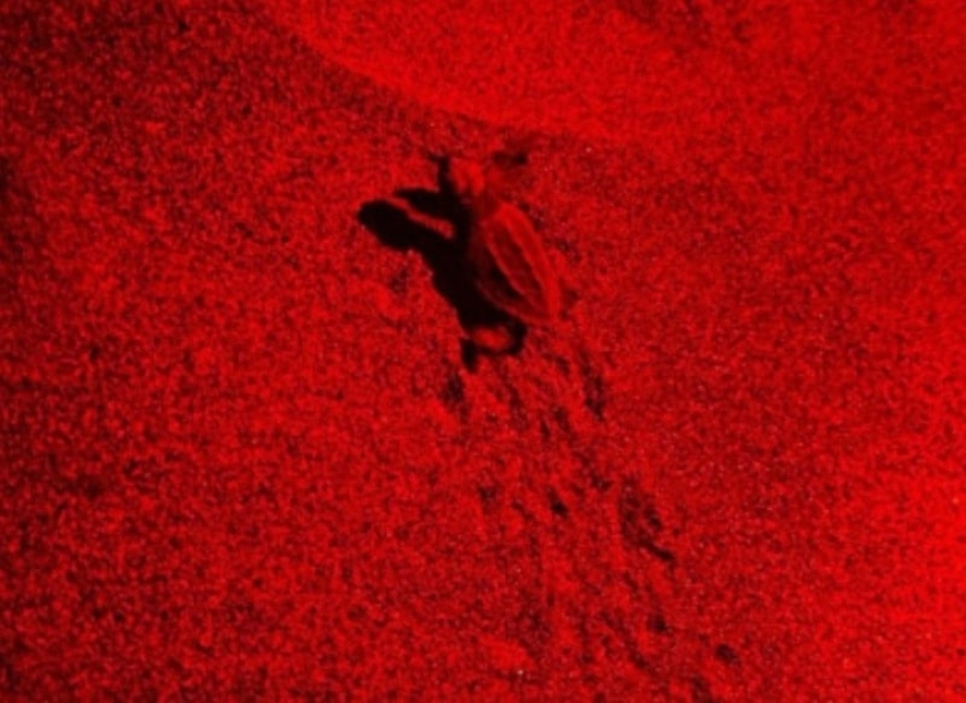 Deniz kaplumbağası yavruları sulara kavuştu