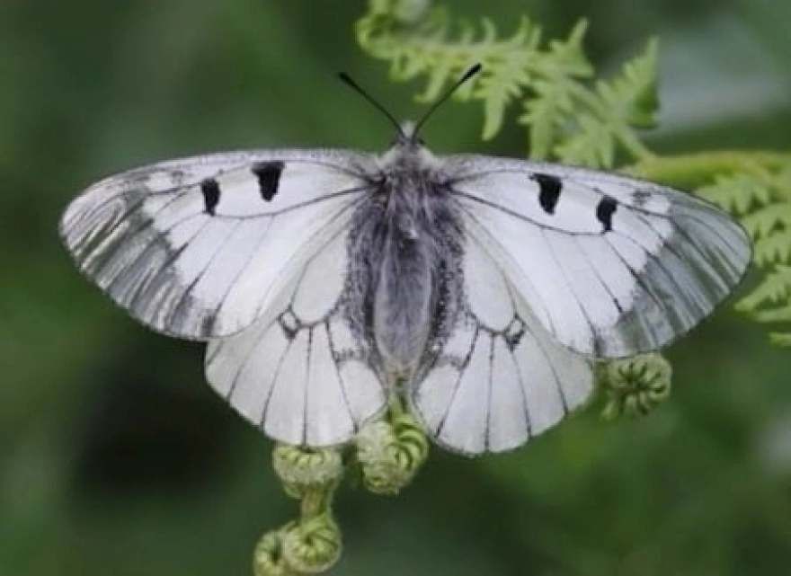 Nesli tehlike altındaki Dumanlı Apollo kelebeği Uludağ'da görüldü