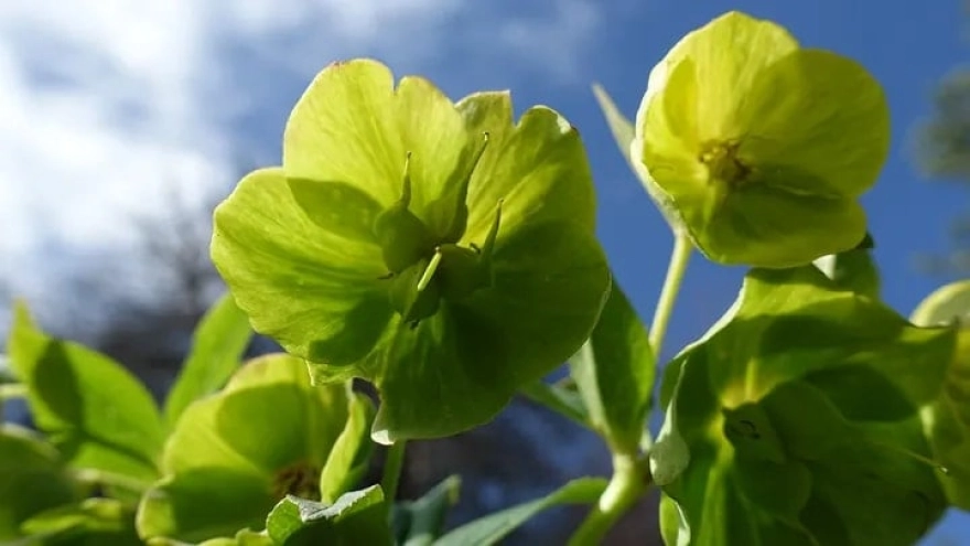 Antik Roma İmparatoru Caligula'nın Rakiplerini Bitkilerle Ortadan Kaldırdığı İddiası Ortaya Çıktı