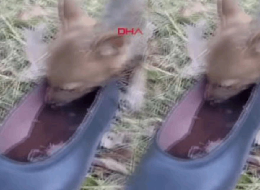 Minik çakala ayakkabısıyla su ikram etti: O anlar görüntülendi