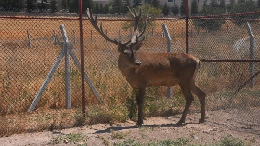 Karayoluna İnen Geyik Hayvanat Bahçesine Yerleştirildi