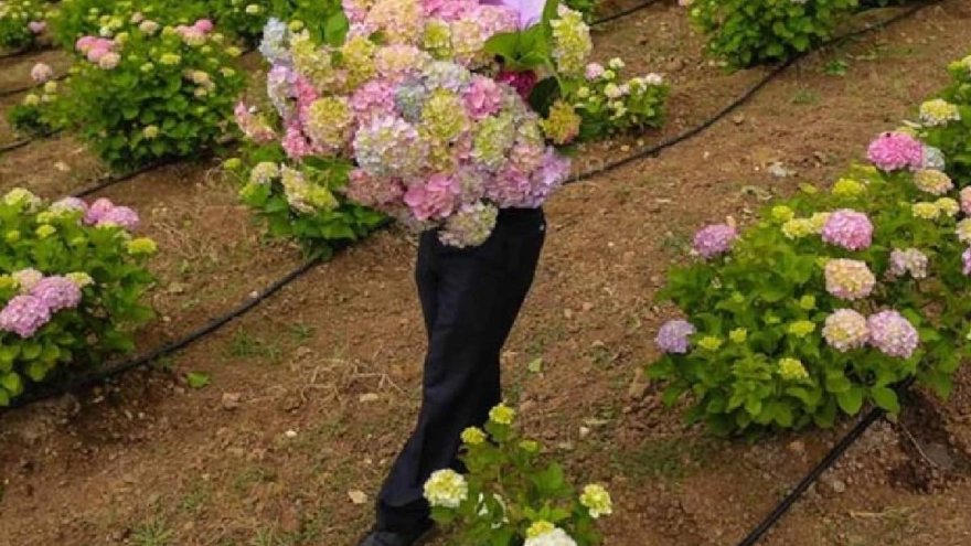 Bahçesine Tulbaghia purpurea ekenler yılan, akrep ve fare görmüyor