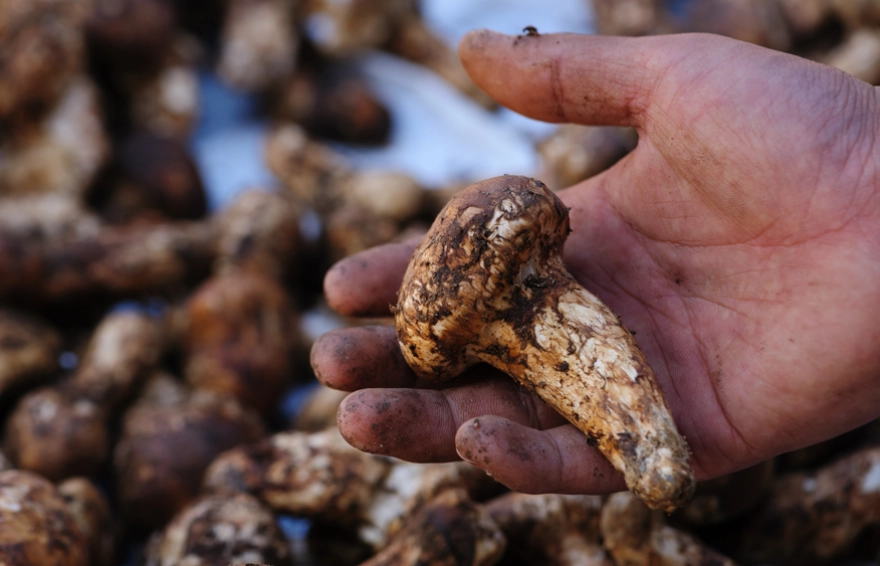 Ormanlarda 'Kutsal Kase'yi arayanlar: Bulanlar zengin oluyor