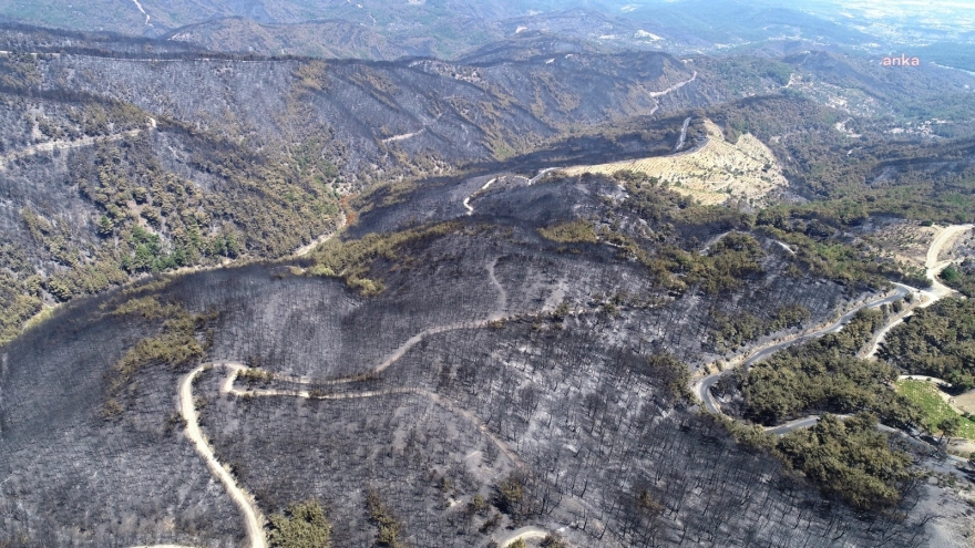 Türkiye'de son bir ayda çıkan orman yangınlarında Esenyurt'un 21 katı büyüklüğünde alan kül oldu