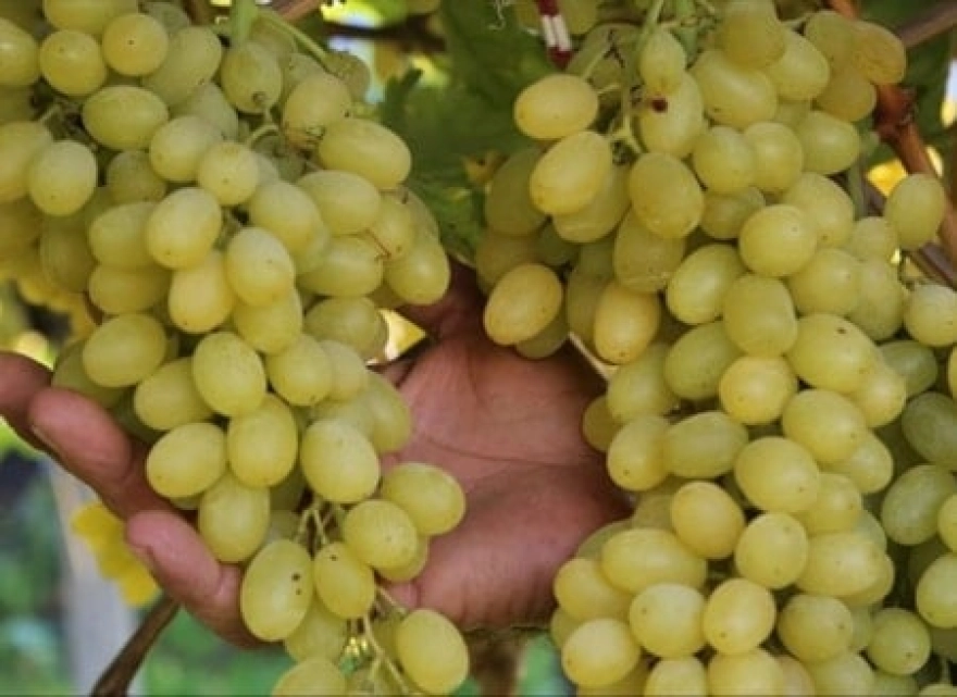 Üzüm satışına 4 Ağustos'ta izin çıkıyor: Hedef 100 milyon dolarlık satış