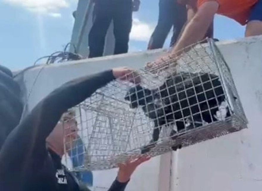 Sahil Güvenlik ekipleri, mendirek ayağında mahsur kalan kediyi kurtardı