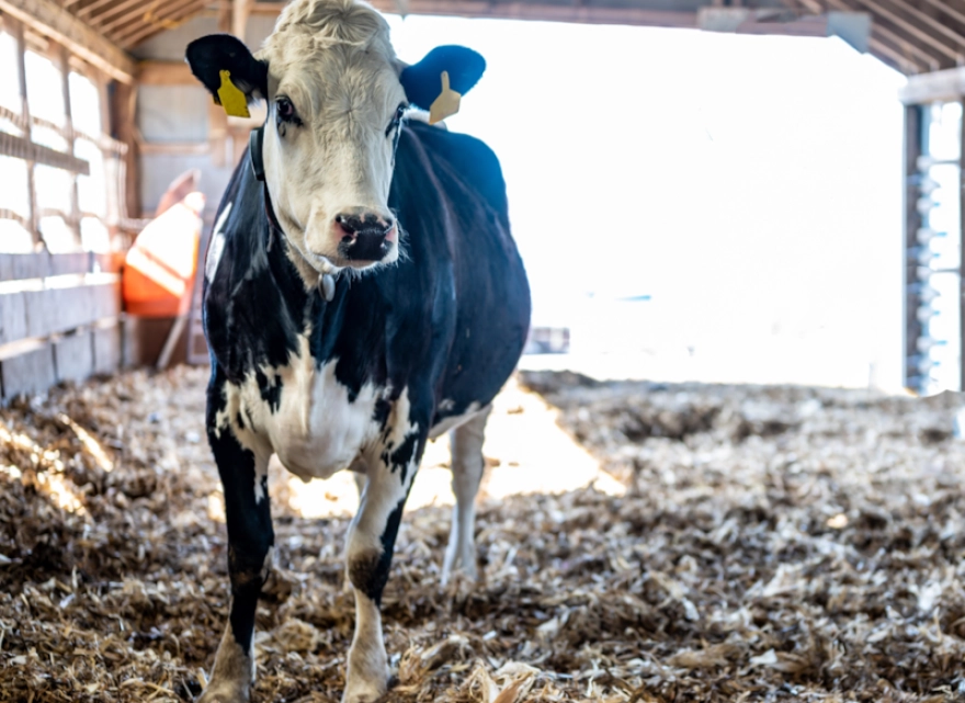 Canlı hayvan ithalatı, 2024'ün tüm yılını ilk 6 ayda geçti