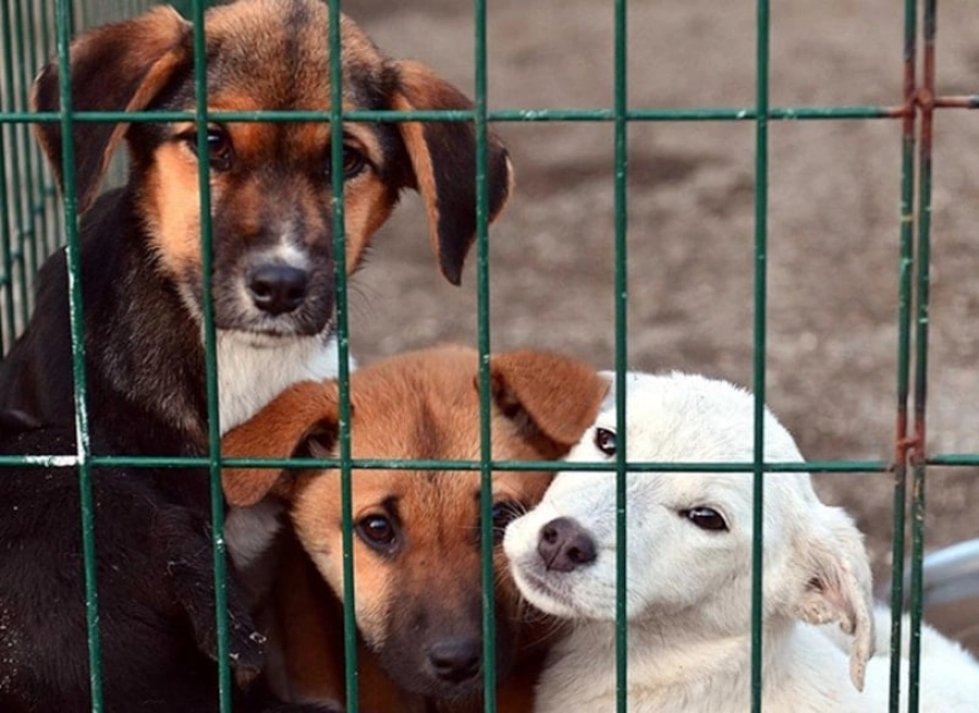 Gümüşhane Valiliği, belediyeye ait hayvan barınağında hayvanların açlıktan ve susuzluktan öldüğü iddiaları üzerine soruşturma başlattı.