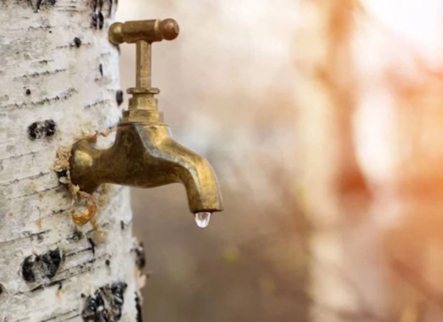 Gövdesine Takılan Muslukla Yılda Sadece İki Kez Hasat Edilen Şifalı İçecek