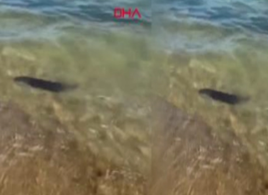 Saros'ta su samuru görüntülendi