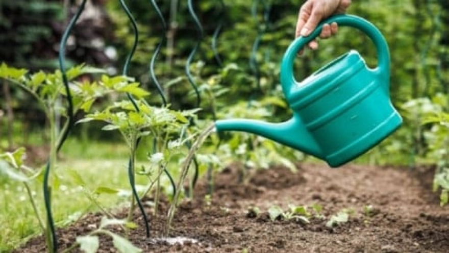 30 yıllık bahçıvanların bile yaptığı hata: Doğal sanılıp uygulanan yöntemler ağaç ve çiçeklere zarar verebiliyor