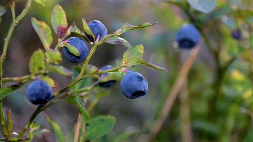Sadece bir kez hasat edilen ürünle 1 dönümden 1.4 milyon TL'ye kadar kazanç elde ediliyor