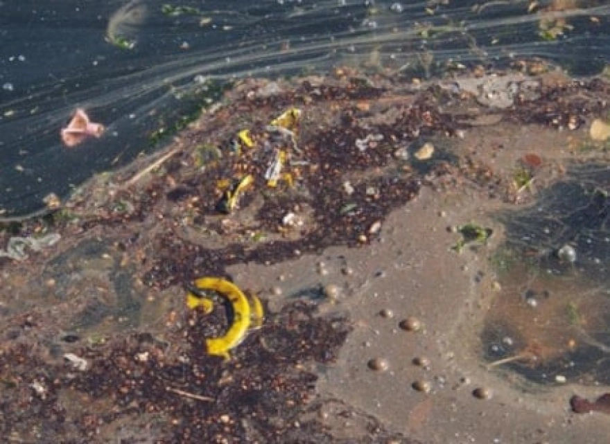 Karadeniz'de Petrol ve Gemi Yakıtı Sızıntıları Tespit Edildi