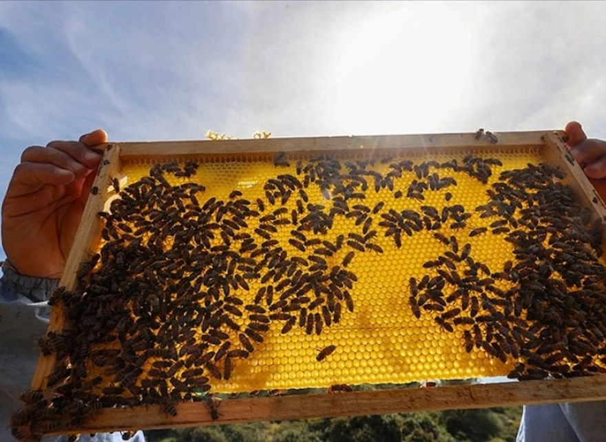 Doğu Karadeniz'den Yedi Ayda 1.4 Milyon Dolarlık Bal İhracatı