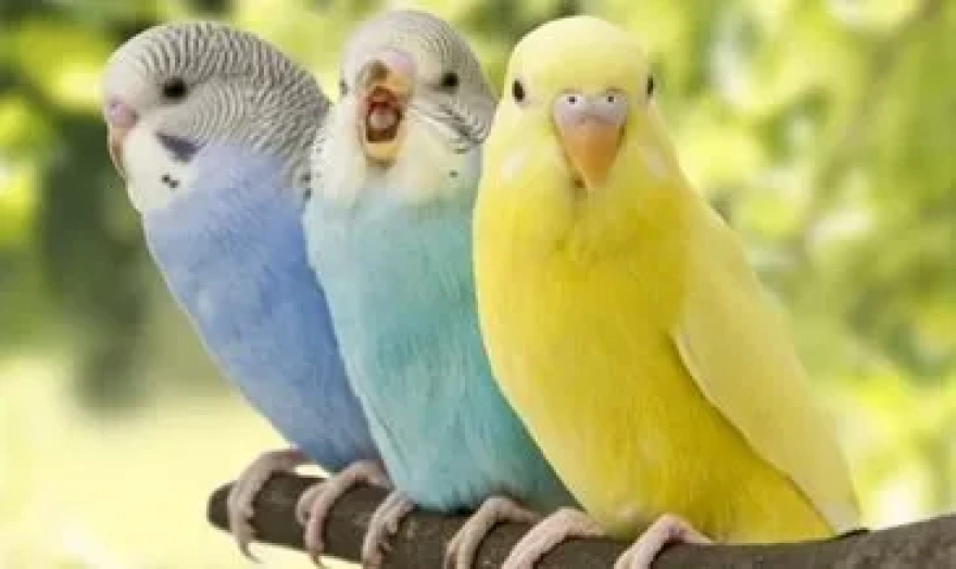 Muhabbet Kuşunun Yaşını Anlamanın Yolları Nelerdir?