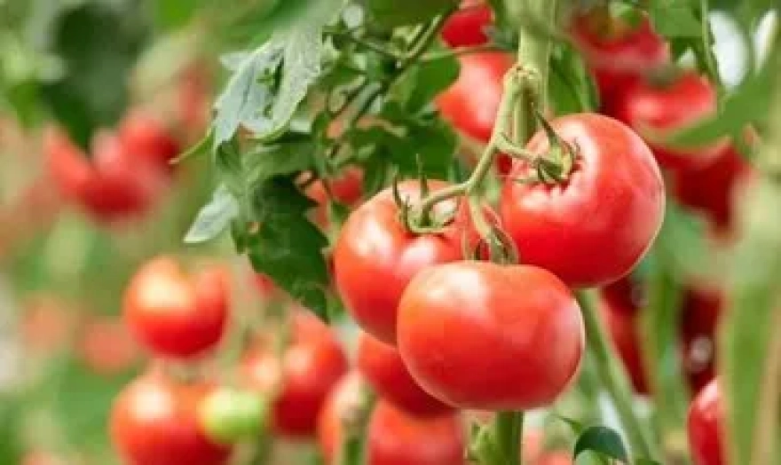 Domatesin Buzdolabında mı Yoksa Oda Sıcaklığında mı Saklanması Daha Uzun Süre Taze Kalmasını Sağlar?