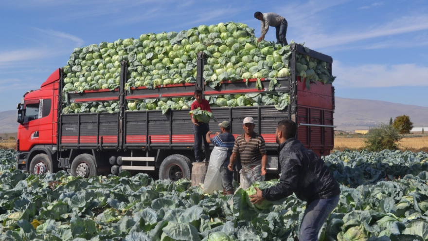 Hasadı Başlayan Lahananın Fiyatı Üreticiyi Memnun Etti