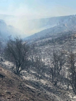 Gaziantep'teki Orman Yangını Yedi Saatte Kontrol Altına Alınarak Söndürüldü