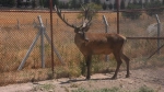 Karayoluna İnen Geyik Hayvanat Bahçesine Yerleştirildi