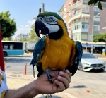 Kayıp papağan Cabbar'a kavuştu