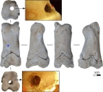 Antik Mısır'da Bulunan Düdük, Mezar Bekçilerinin 3.300 Yıllık Alarmı Olabilir